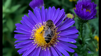 Glattblattaster mit Honigbiene