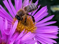 Honigbiene auf Aster
