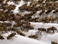 Bienen sterzeln